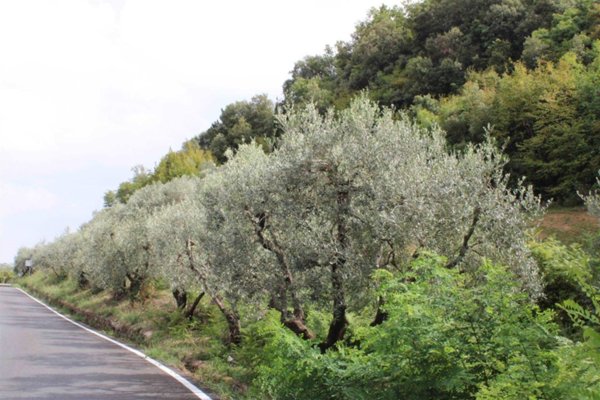 terreno agricolo in vendita a Volterra