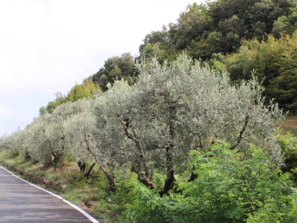 terreno agricolo in vendita a Volterra