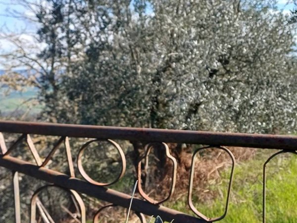 terreno agricolo in vendita a Volterra