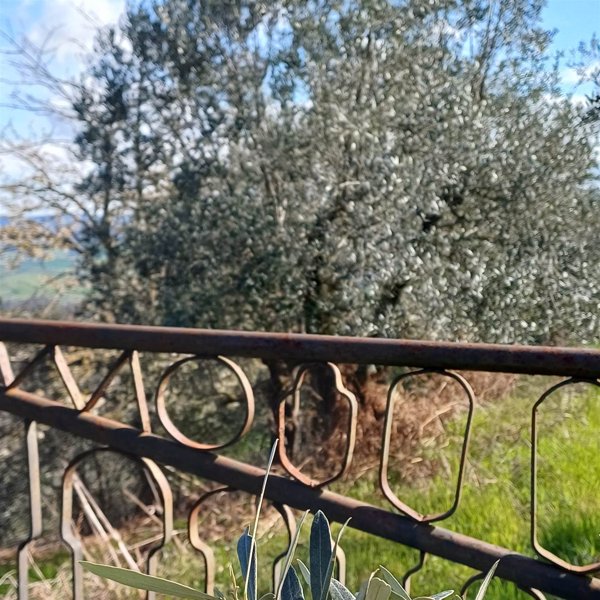 terreno agricolo in vendita a Volterra