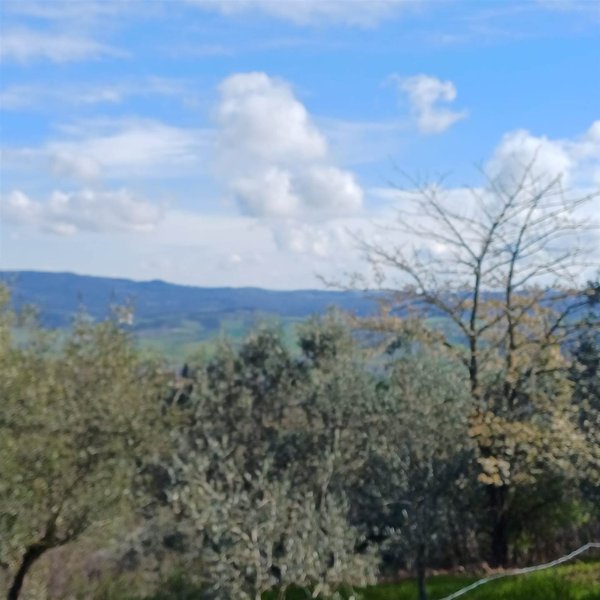 terreno agricolo in vendita a Volterra