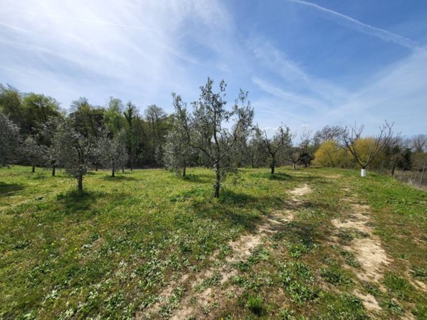 terreno agricolo in vendita a Casciana Terme Lari in zona Perignano