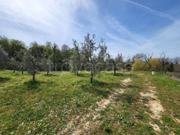 terreno agricolo in vendita a Casciana Terme Lari in zona Perignano