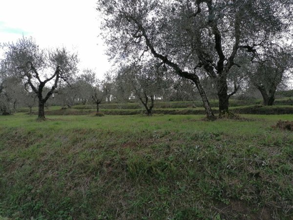 terreno agricolo in vendita a Casciana Terme Lari in zona Casciana Terme