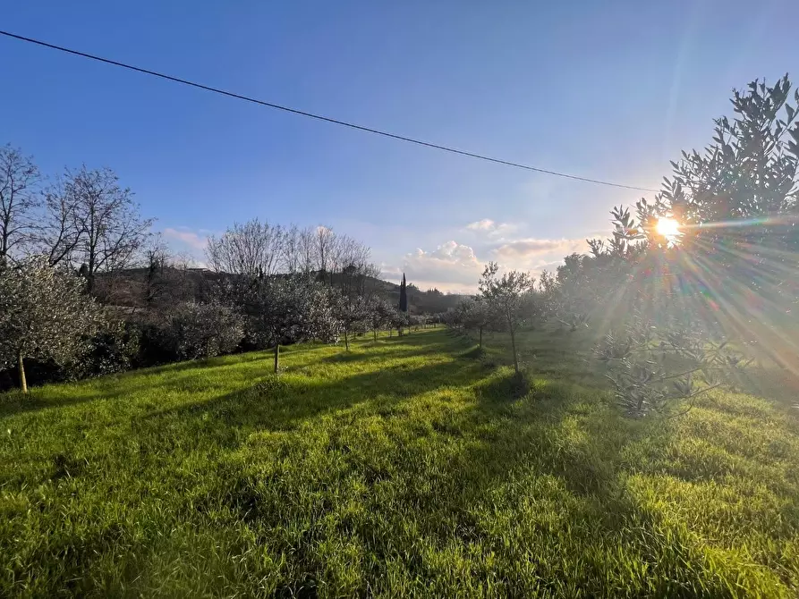 terreno agricolo in vendita a Casciana Terme Lari in zona Perignano