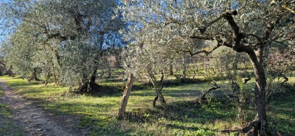 terreno agricolo in vendita a Casciana Terme Lari