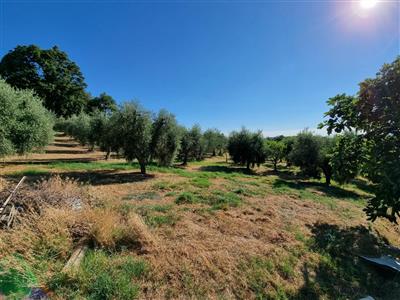 terreno agricolo in vendita a Casciana Terme Lari