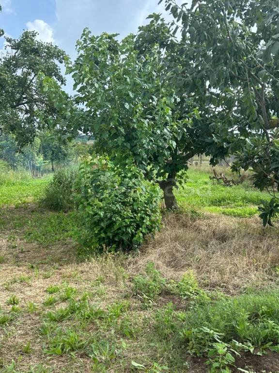 casa indipendente in vendita a Casciana Terme Lari in zona Perignano