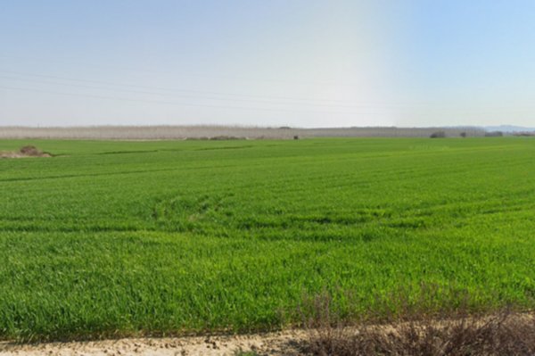 terreno agricolo in vendita a Casciana Terme Lari