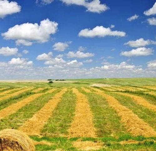 terreno agricolo in vendita a Casciana Terme Lari in zona Quattro Strade