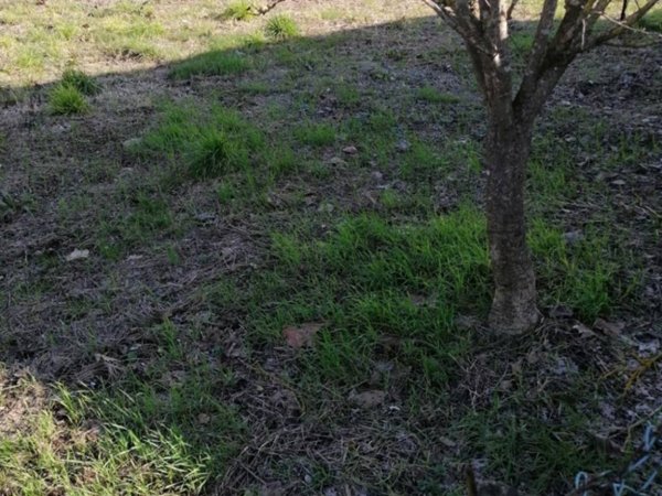 casa indipendente in vendita a Casciana Terme Lari in zona Perignano