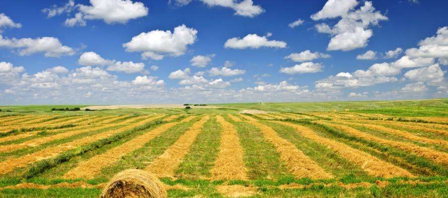 terreno agricolo in vendita a Casciana Terme Lari in zona Lari