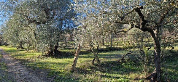 terreno agricolo in vendita a Casciana Terme Lari
