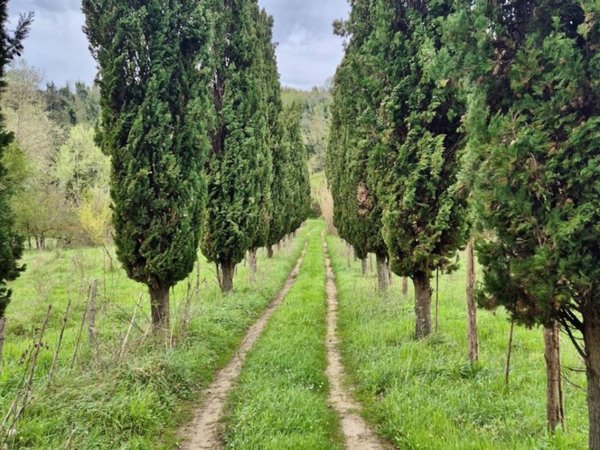 terreno agricolo in vendita a Casciana Terme Lari in zona San Ruffino