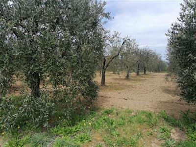 terreno agricolo in vendita a Casciana Terme Lari in zona Perignano