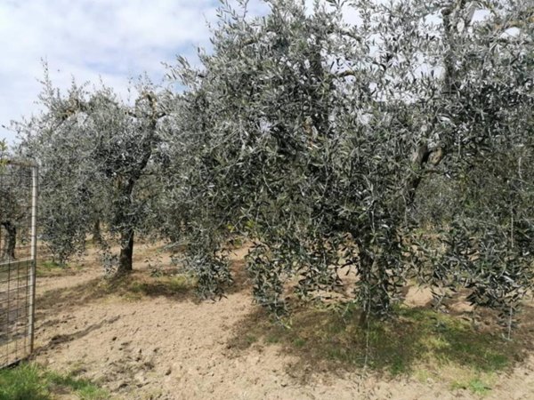 terreno agricolo in vendita a Casciana Terme Lari in zona Perignano
