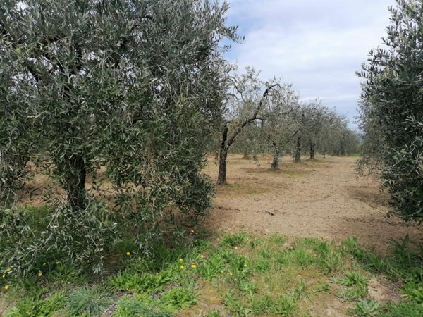 terreno agricolo in vendita a Casciana Terme Lari in zona Perignano