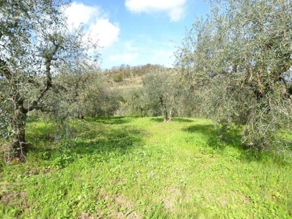 terreno agricolo in vendita a Casciana Terme Lari in zona Cevoli