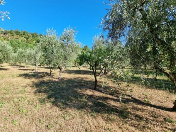 terreno agricolo in vendita a Casciana Terme Lari