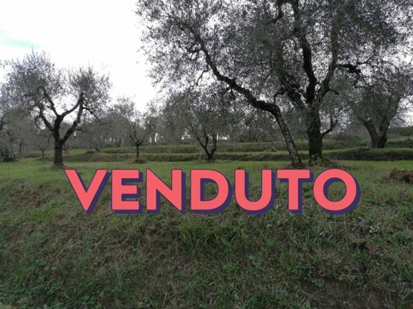 terreno agricolo in vendita a Casciana Terme Lari in zona Lari