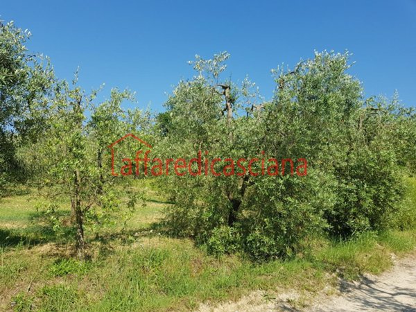 terreno agricolo in vendita a Casciana Terme Lari in zona Casciana Terme