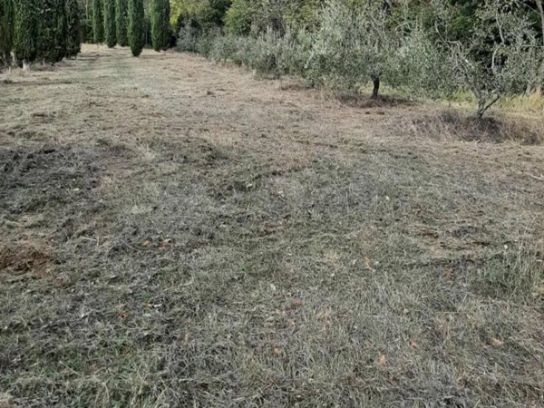 terreno agricolo in vendita a Casciana Terme Lari in zona San Ruffino