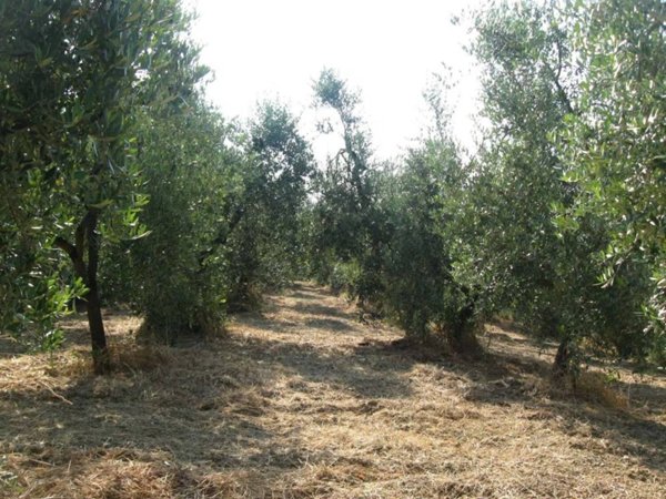 terreno agricolo in vendita a Casciana Terme Lari in zona Cevoli
