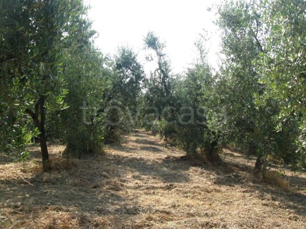 terreno agricolo in vendita a Casciana Terme Lari
