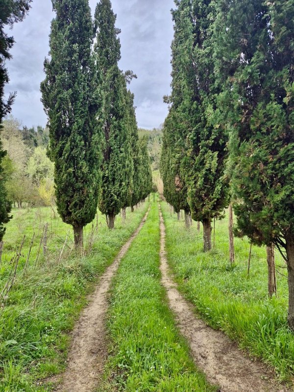 terreno agricolo in vendita a Casciana Terme Lari in zona San Ruffino