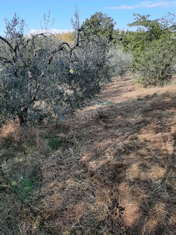 terreno agricolo in vendita a Casciana Terme Lari in zona San Ruffino