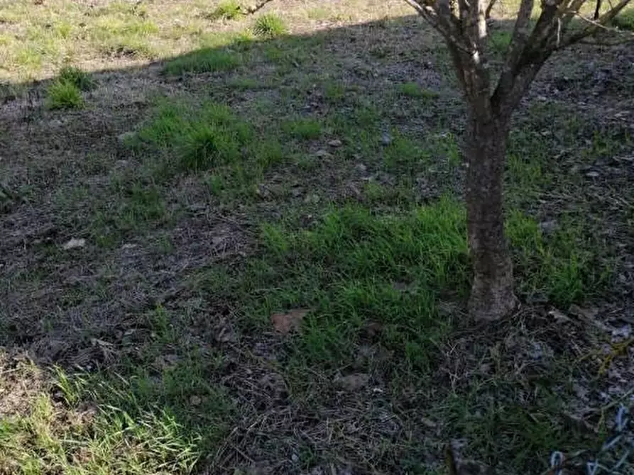 casa indipendente in vendita a Casciana Terme Lari in zona Perignano