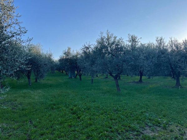 terreno agricolo in vendita a Casciana Terme Lari in zona Perignano