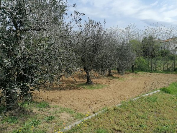 terreno agricolo in vendita a Casciana Terme Lari in zona Lari