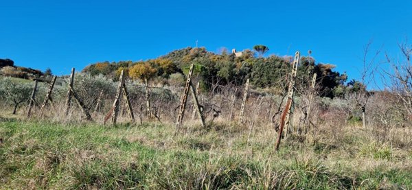 terreno agricolo in vendita a Casciana Terme Lari