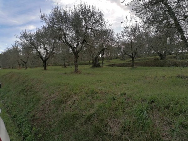 terreno agricolo in vendita a Casciana Terme Lari in zona Casciana Terme