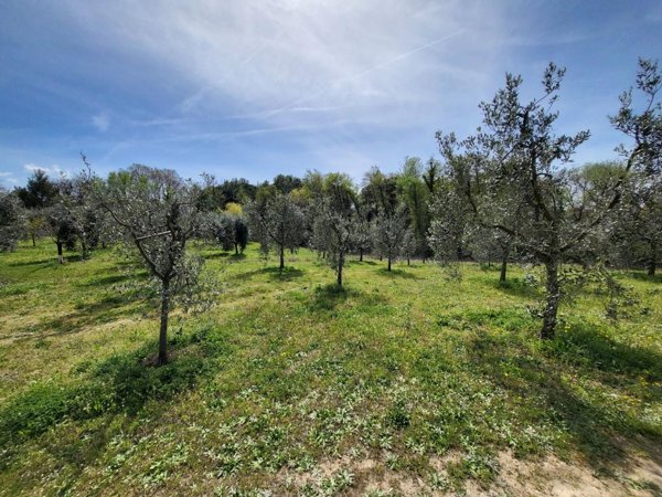 terreno agricolo in vendita a Casciana Terme Lari in zona Perignano