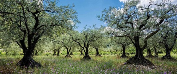terreno agricolo in vendita a Casciana Terme Lari in zona Casciana Alta