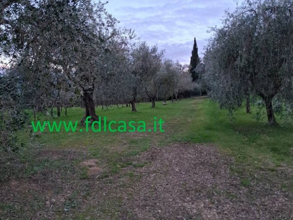 terreno agricolo in vendita a Casciana Terme Lari in zona Collemontanino