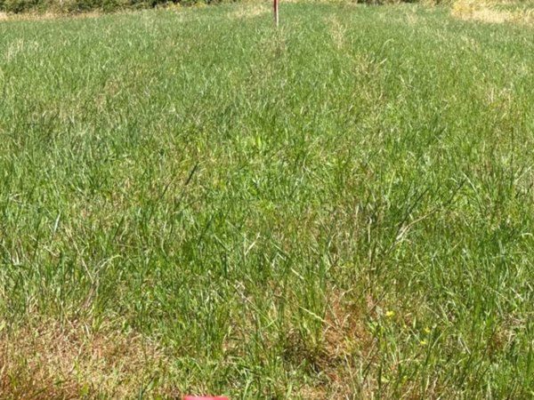 terreno agricolo in vendita a Casciana Terme Lari in zona Quattro Strade