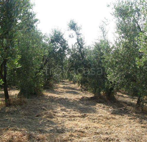 terreno agricolo in vendita a Casciana Terme Lari