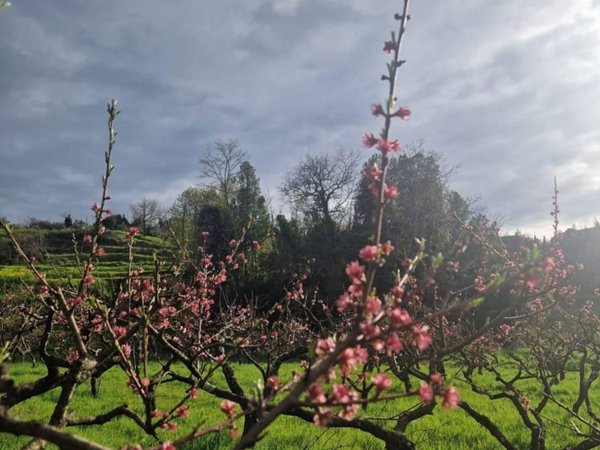 terreno agricolo in vendita a Casciana Terme Lari in zona Lari