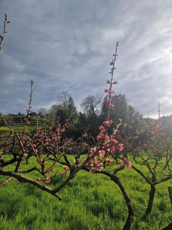 terreno agricolo in vendita a Casciana Terme Lari in zona Lari