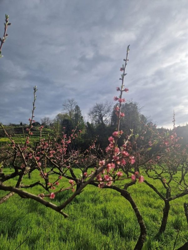 terreno agricolo in vendita a Casciana Terme Lari in zona Lari