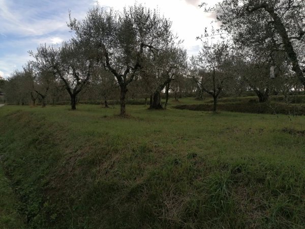 terreno agricolo in vendita a Casciana Terme Lari in zona Orceto