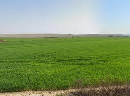 terreno agricolo in vendita a Casciana Terme Lari in zona Lari