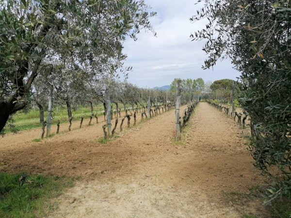 terreno agricolo in vendita a Casciana Terme Lari in zona Perignano