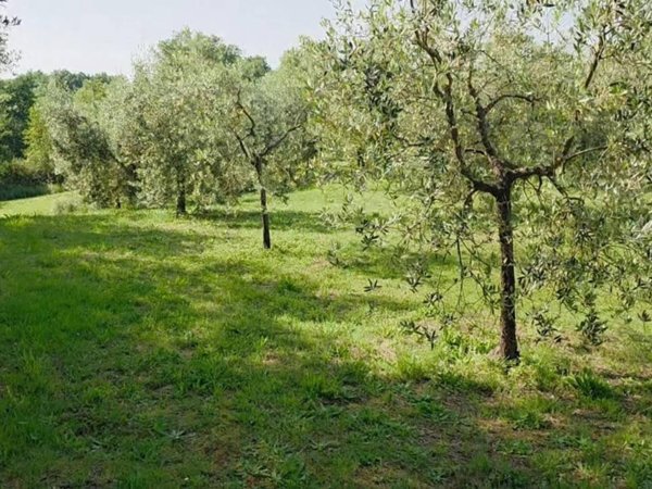 terreno agricolo in vendita a Casciana Terme Lari in zona Perignano