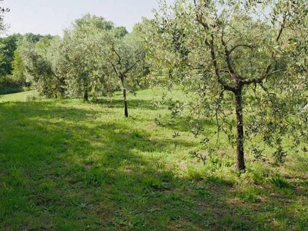 terreno agricolo in vendita a Casciana Terme Lari in zona Perignano