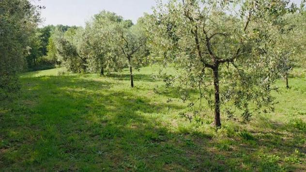 terreno agricolo in vendita a Casciana Terme Lari in zona Perignano