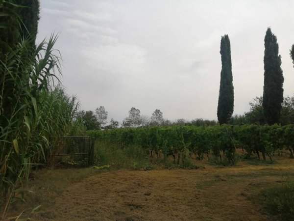 terreno agricolo in vendita a Casciana Terme Lari in zona Spinelli